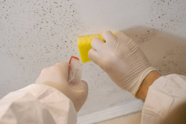 Professional Mold Inspection, Removal & Remediation in Bradford, RI